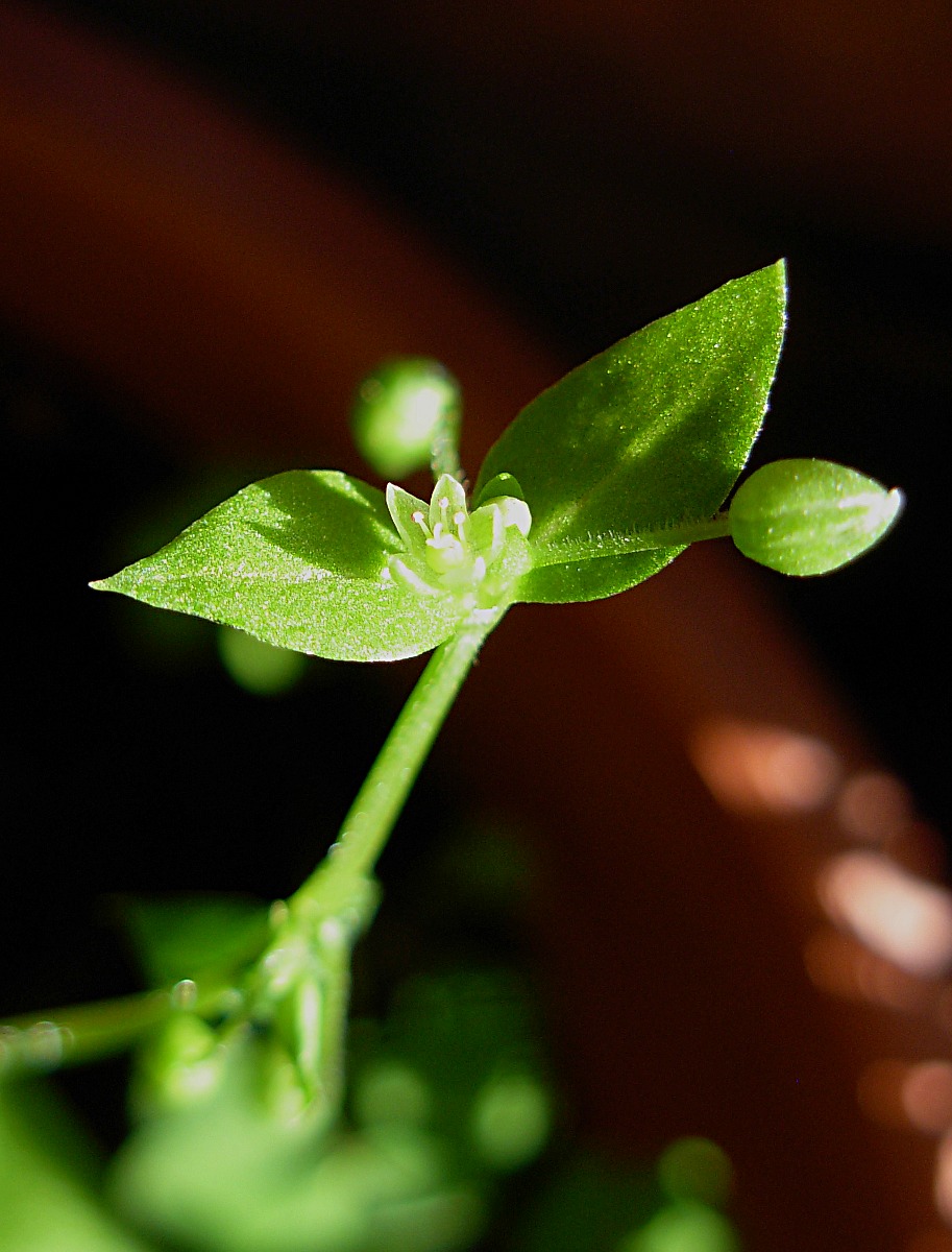 Stellaria pallida / Centocchio senza petali